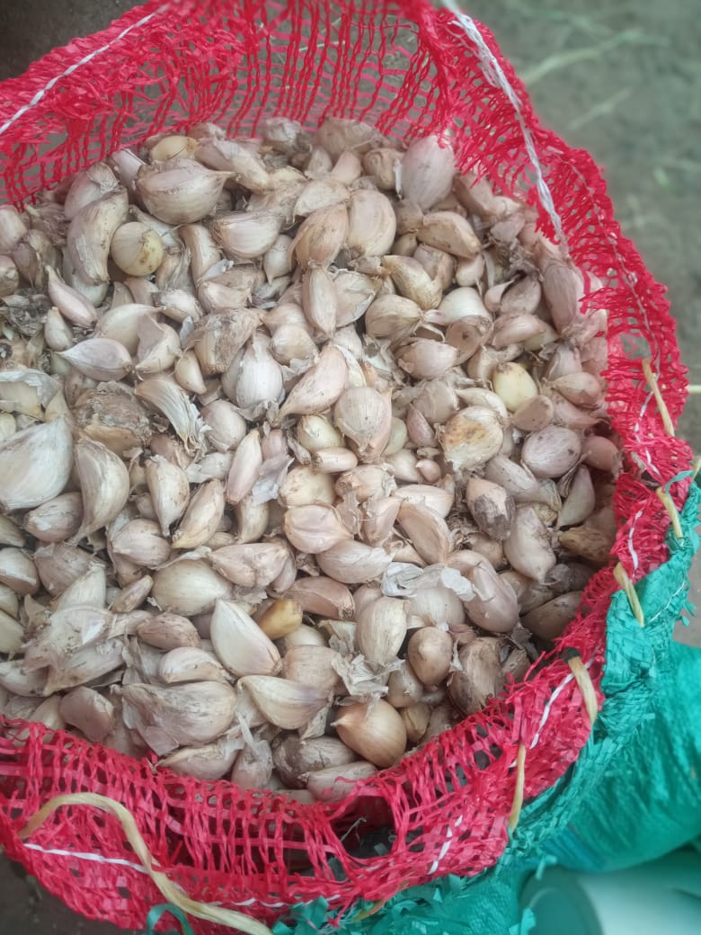 Bag of garlic