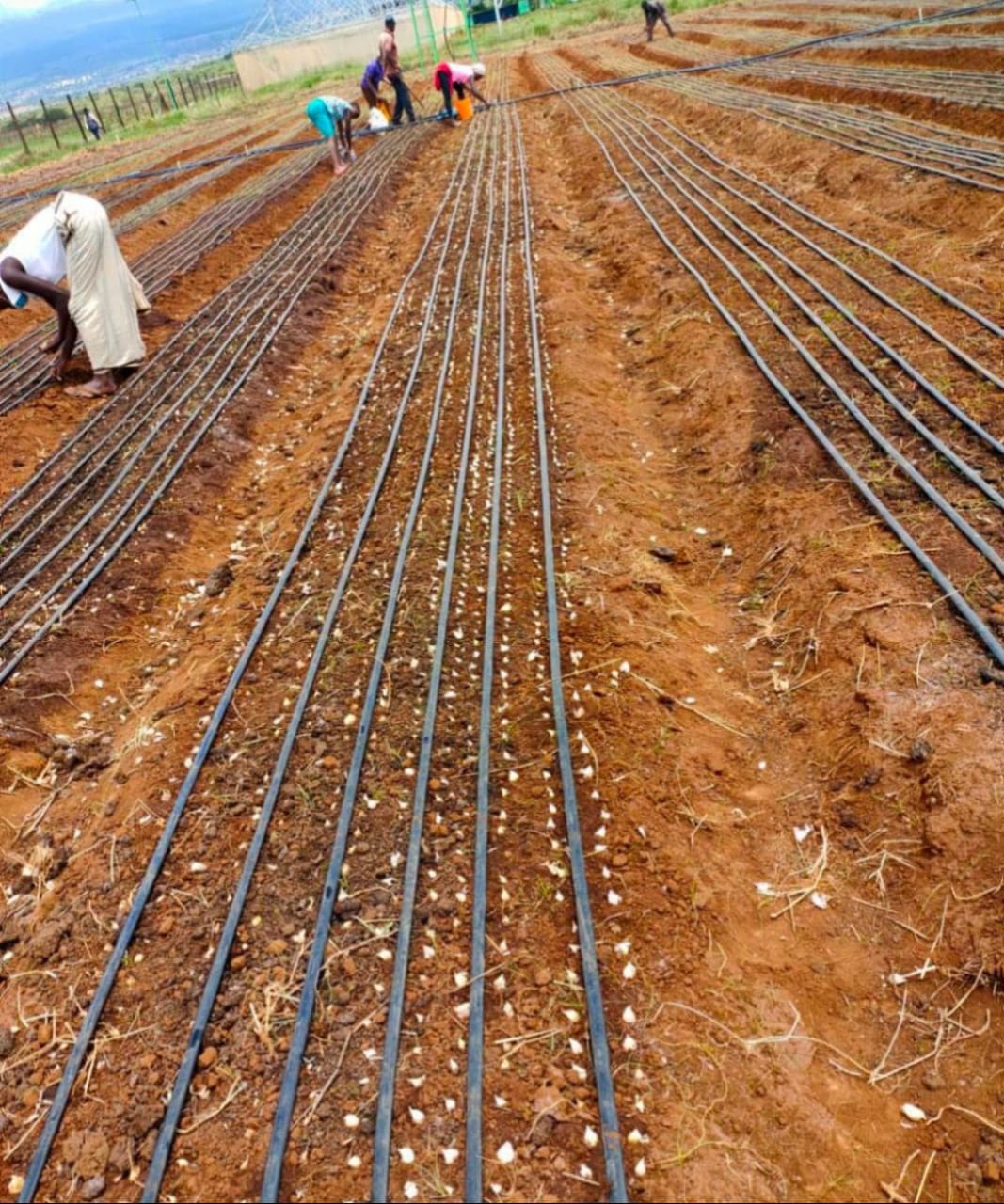 Farm with drip irrigation