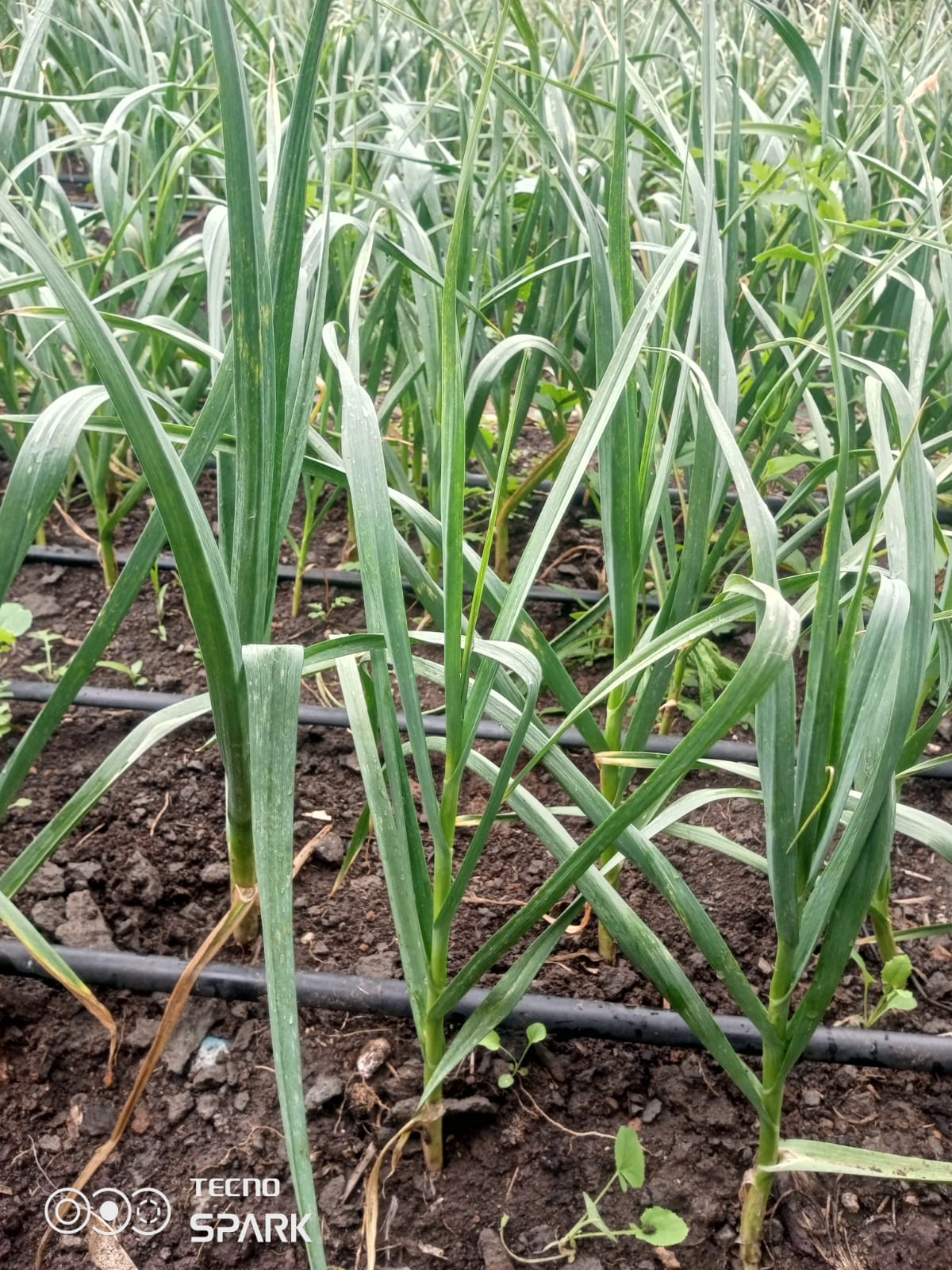 Garlic plants growing